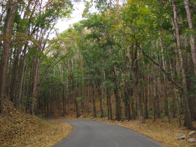 bilar manmade forest