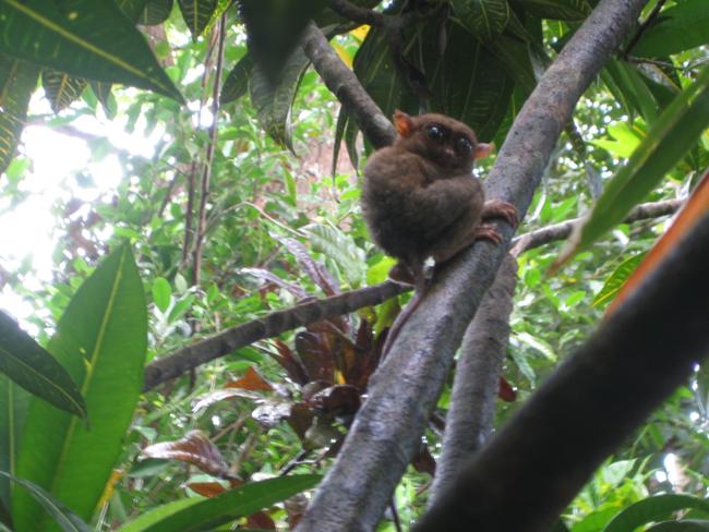 bohol tour tarsier
