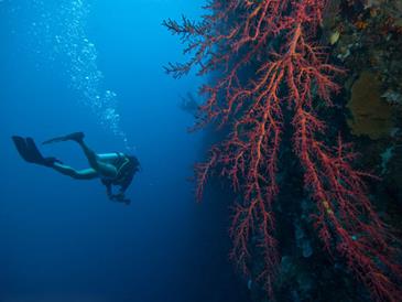 discovery island resort_coron diving