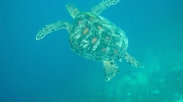 moalboal sea turtles