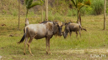 cebu safari and adventure park_wildebeests