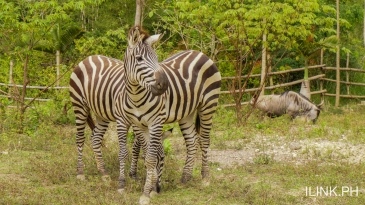 cebu safari and adventure park_zebras