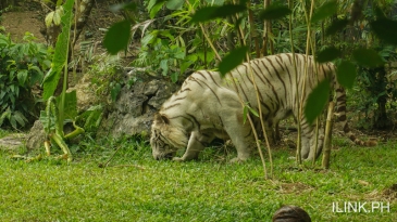 cebu safari_tiger