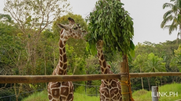 cebu safari_giraffes