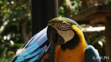 cebu safari adventure park_macaw