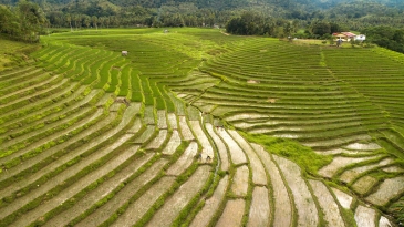 bohol rice terraces