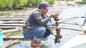 cambuhat river oyster farm