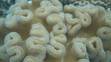 coron reefs and wrecks tour - lusong coral garden3