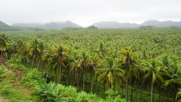 siargao tour coconut plantation