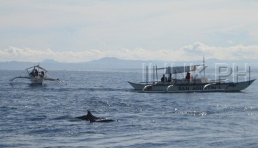 dolphin and whale watching bohol