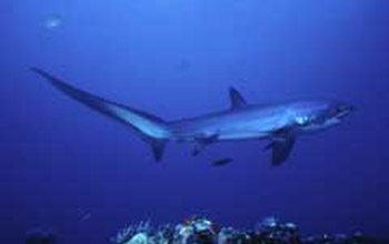 THRESHER SHARK DIVERS - Malapascua Island