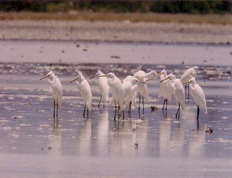 cebu island hopping olango birdwatching