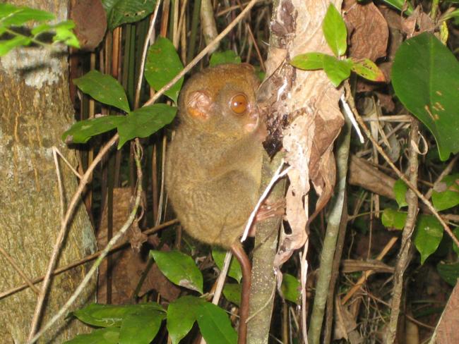 corella tarsier sanctuary