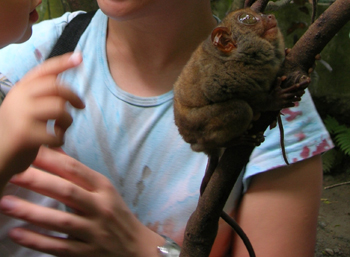 philippine tarsier