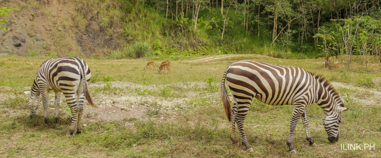 cebu safari