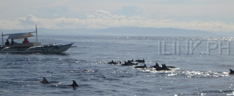 bohol tour dolphin watching