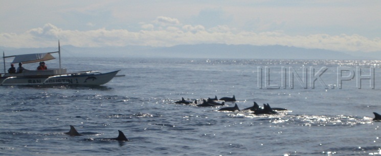 bohol tour dolphin watching