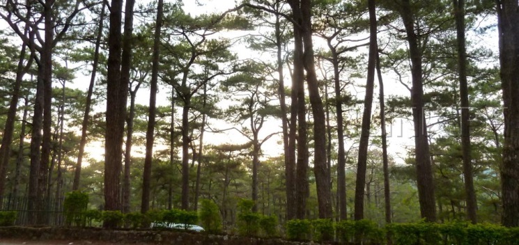 camp john hay