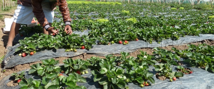 strawberry farm baguio