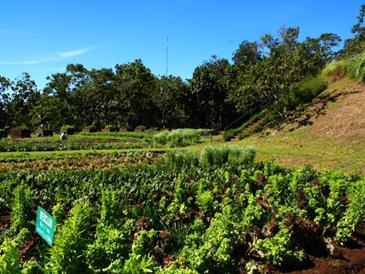 eden nature park_vegetable garden