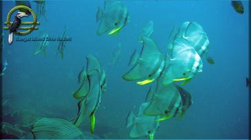 sangat island_reef diving