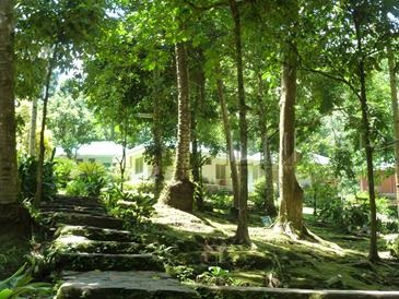 ardent hot spring camiguin3