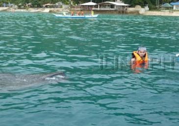 swimming with the whalesharks oslob