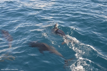 dolphin watching moalboal