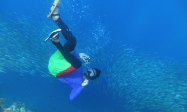 moalboal sardine run