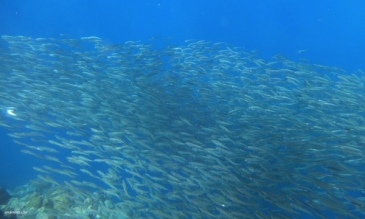 cebu sardine run