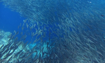 sardine run cebu moalboal