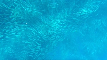 sardine run panagsama beach