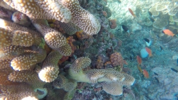 pescador island snorkeling