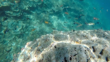 pescador island snorkeling2