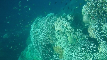 pescador island snorkeling3