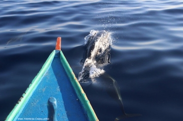 moalboal dolphin watching tour