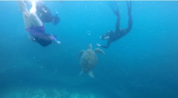 moalboal swim with sea turtles pawikan