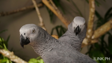 cebu safari_aviary