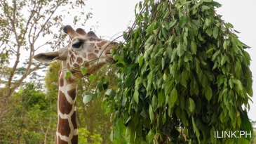 cebu safari_giraffe