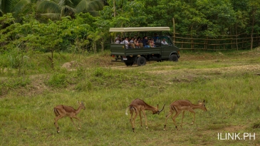 cebu safari_african savanna