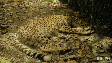 cebu safari_cheetah
