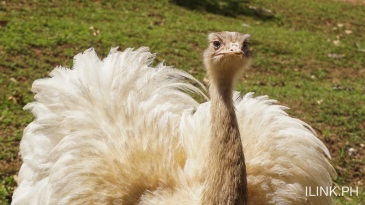 cebu safari_ostrich