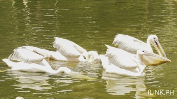 cebu safari_pelicans