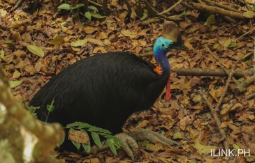 cebu safari_cassowary