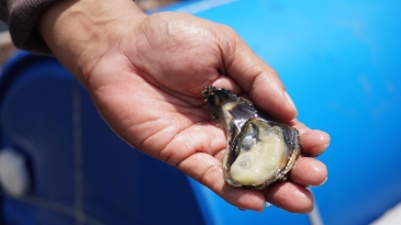 fresh oyster at cambuhat river tour