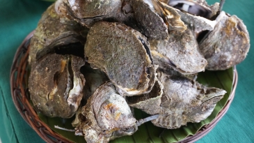 cambuhat river tour_fresh oysters