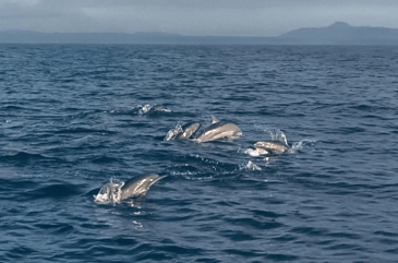 bohol tour package dolphin watching