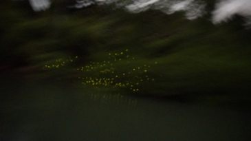 coron fireflies tour
