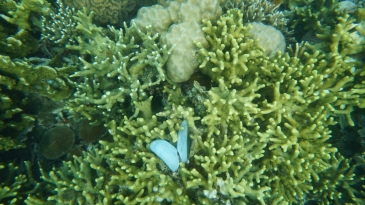 coron reefs and wrecks tour - lusong coral garden