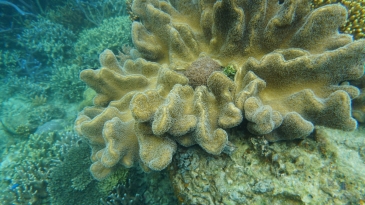 coron reefs and wrecks tour - lusong coral garden2